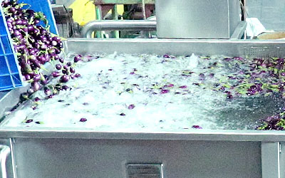 Vegetable Washer