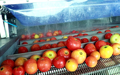 Vegetable Washer